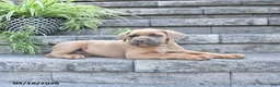 Cane Corso dogs for sale: Jace - Ad 4