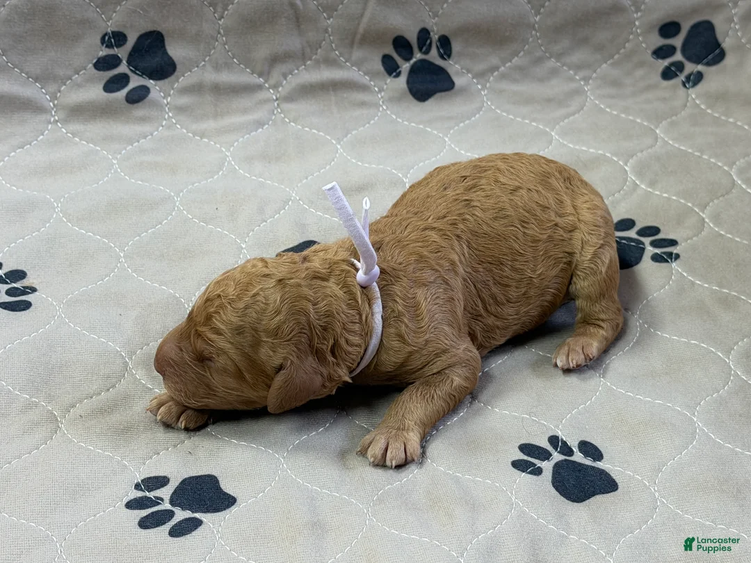 Goldendoodle dogs for sale: Plum - Goldendoodle Puppy 6 - Ad 3