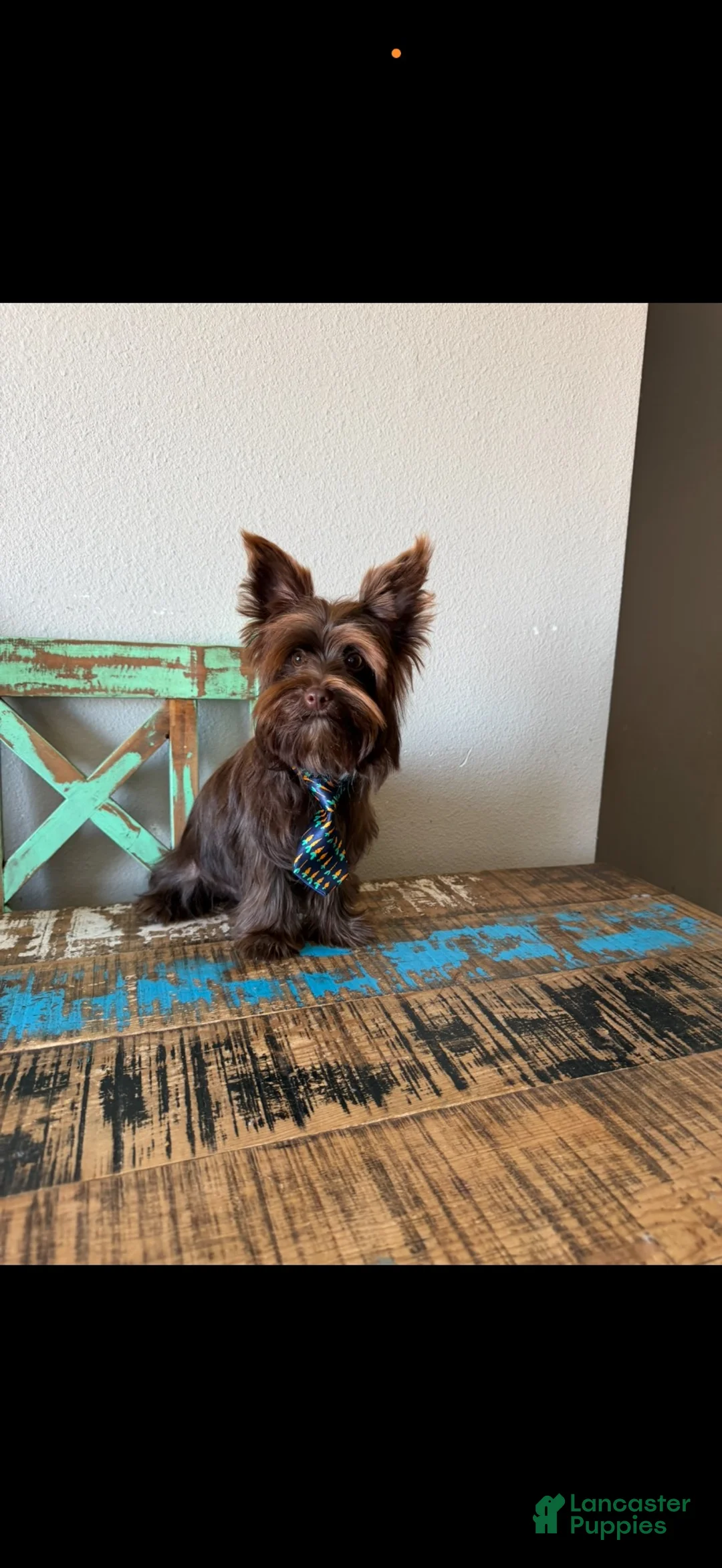 Yorkshire Terrier dogs for sale: KB Chocolate Boy Rocky - Ad 9