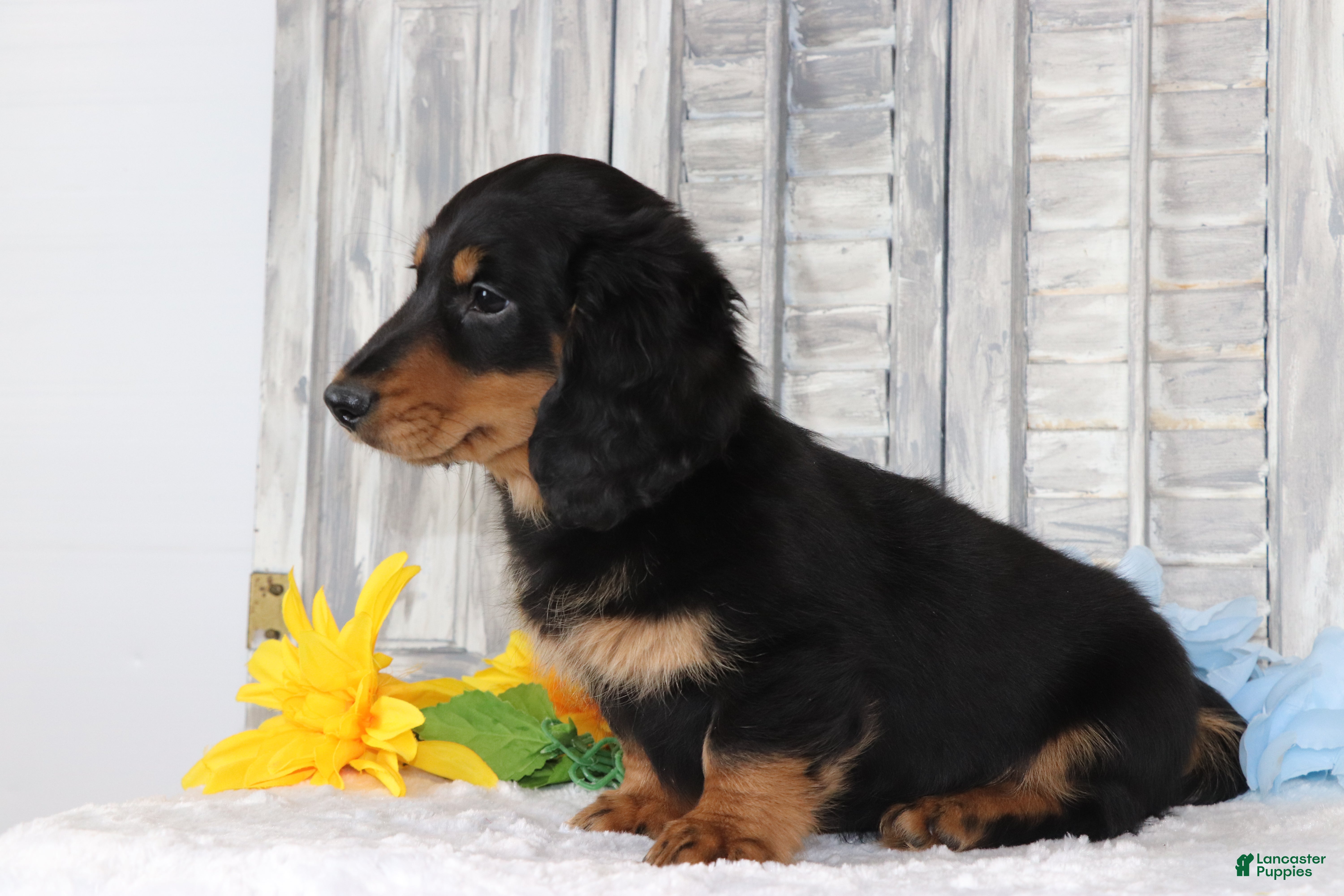 Dachshund dogs for sale: Benny - Ad 3
