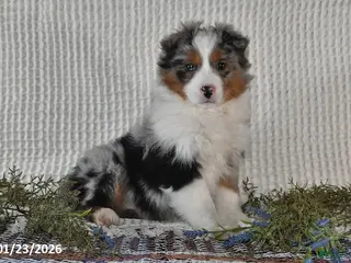 Miniature Australian Shepherd dogs Eylie - Ad 9