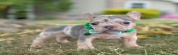 French Bulldog dogs for sale: Bella Rose 🌹  - Ad 5
