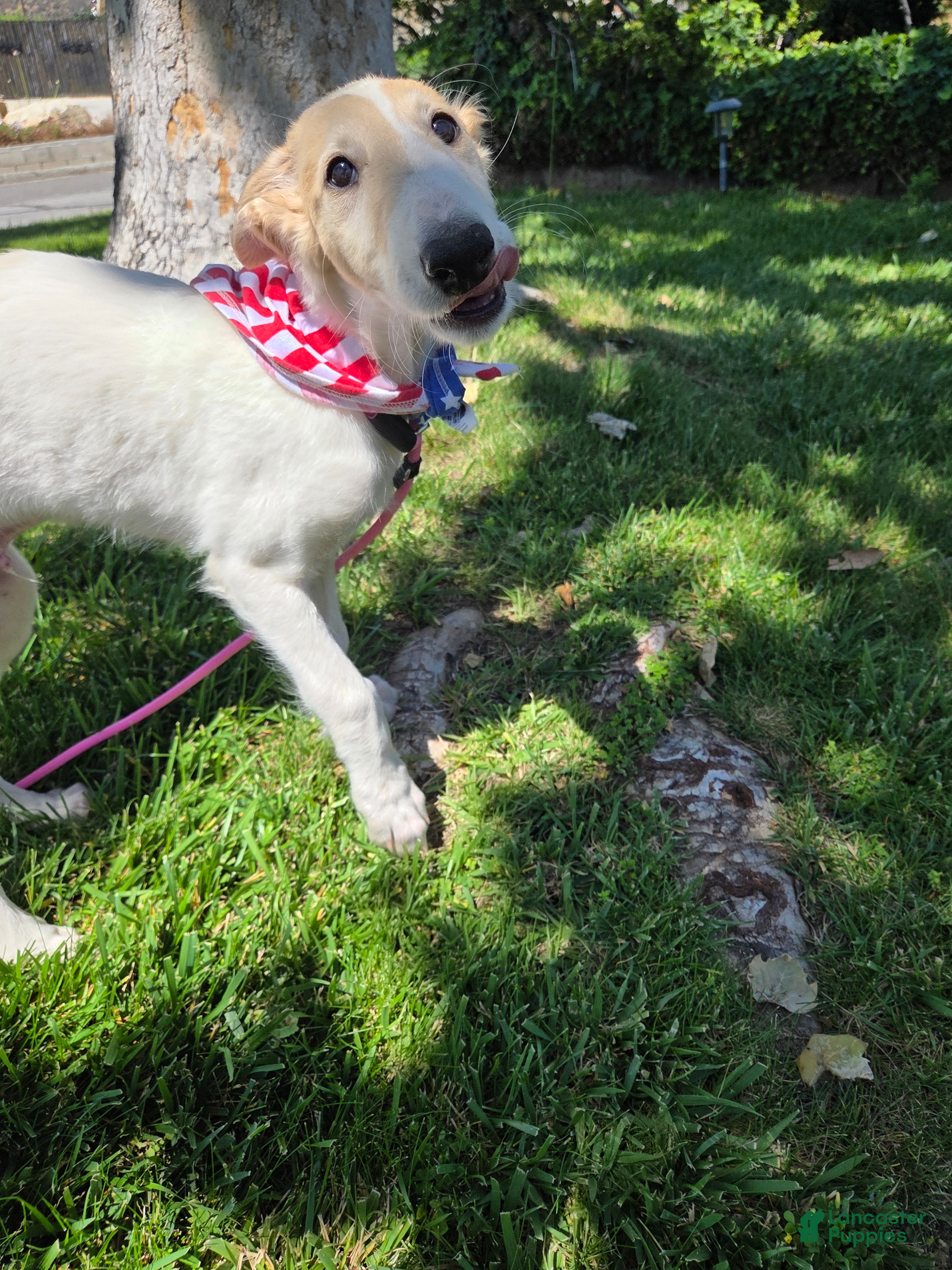 Borzoi dogs Victor-APRI-PEDIGREE - Ad 2