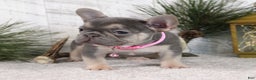 French Bulldog dogs for sale: Abby - Ad 2