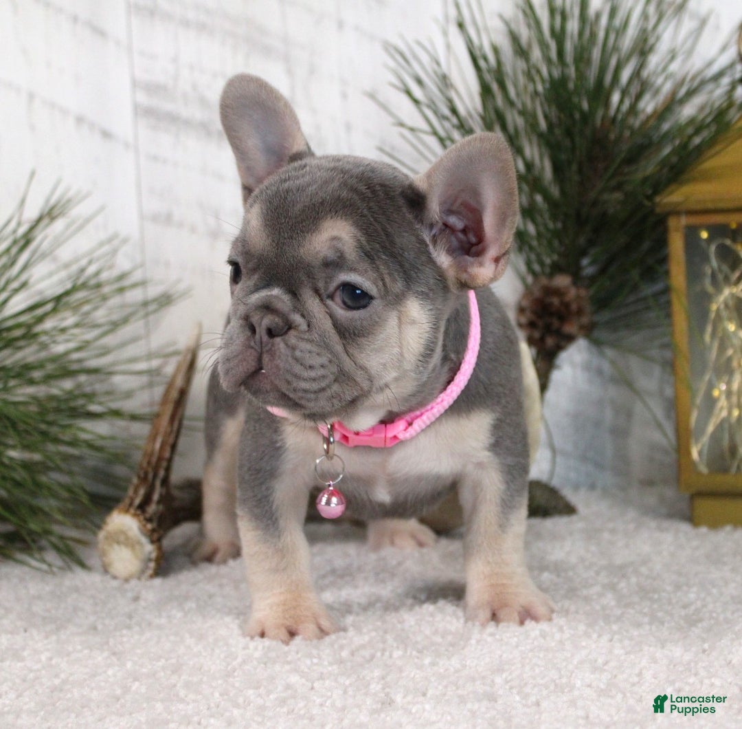 French Bulldog dogs for sale: Abby - Ad 2