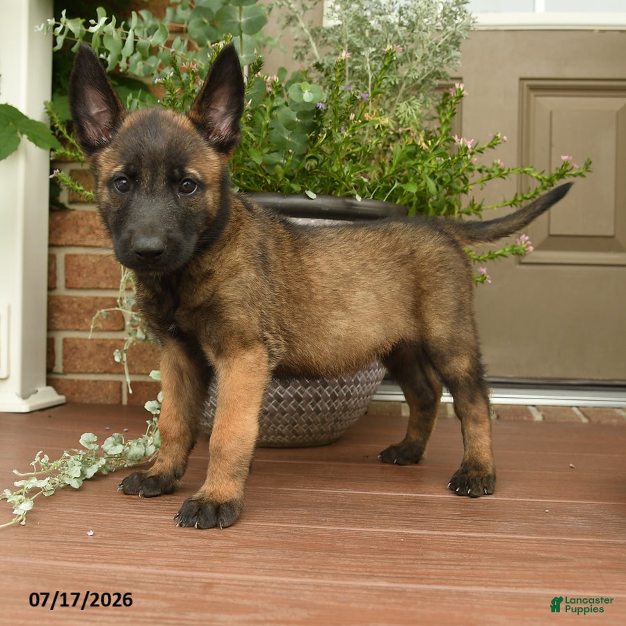 Belgian Malinois dogs Rosy  - Ad 2