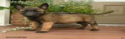 Belgian Malinois dogs for sale: Rosy  - Ad 2