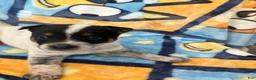 Australian Cattle Dog dogs for sale: Australian Cattle Dog Puppy 2 - Ad 3