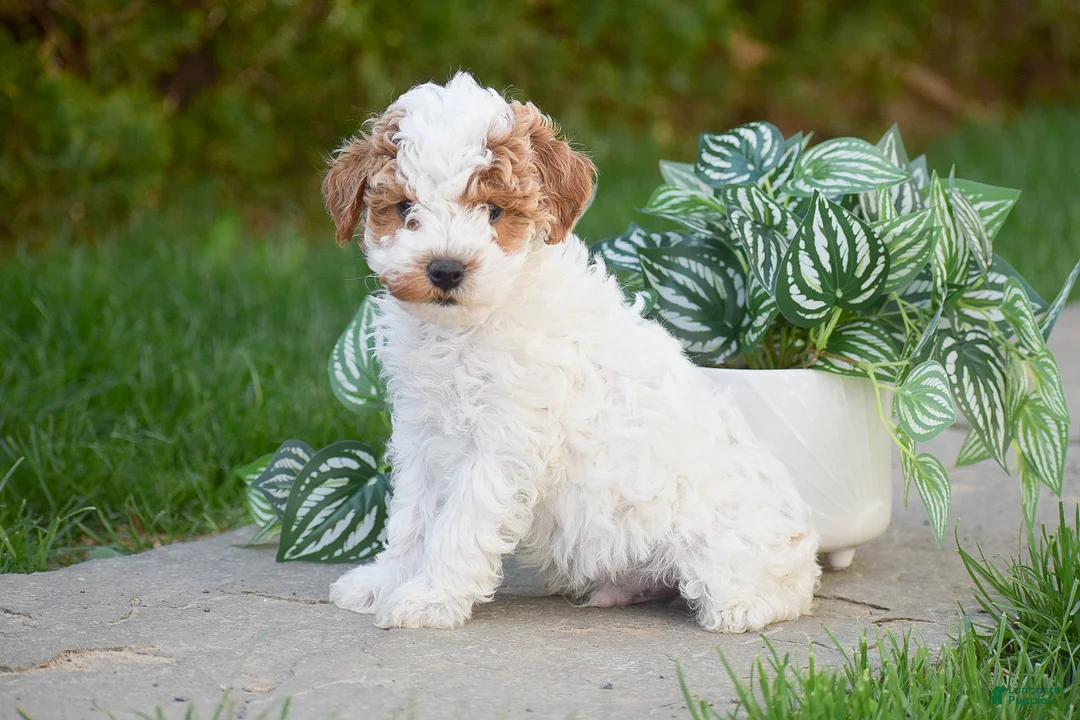Miniature Poodle dogs for sale: Grayson - Ad 2