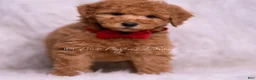 Mini Goldendoodle dogs for sale: Nolan - Ad 4