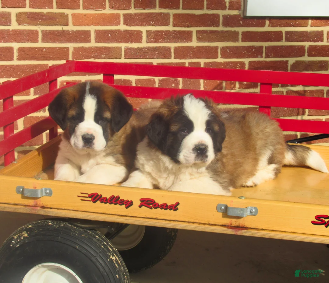 Saint Bernard dogs for sale: Della  - Ad 4