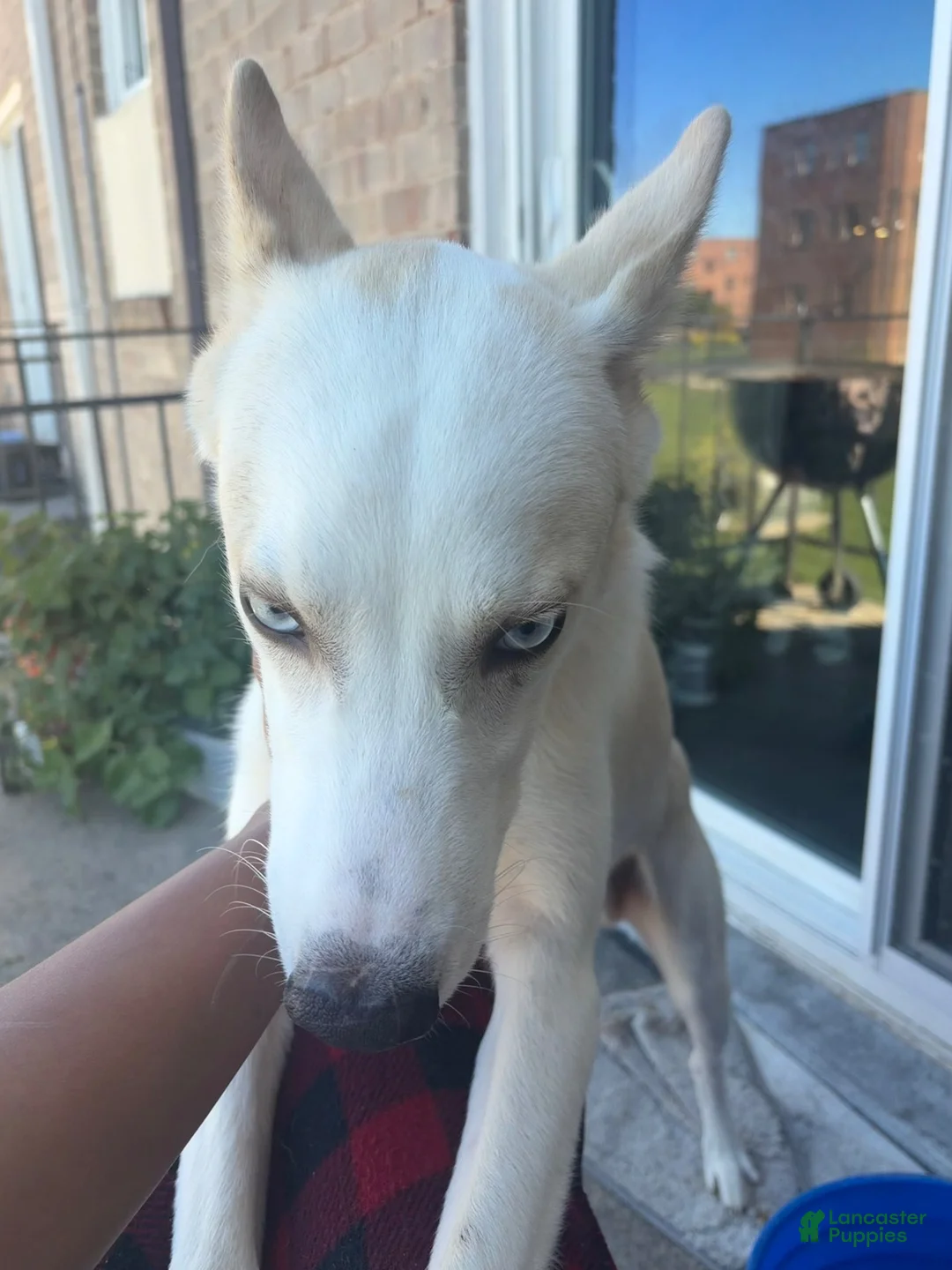 Siberian Husky dogs for sale: Siberian Husky 1 - Ad 2