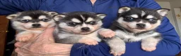 Alaskan Klee Kai dogs for sale: Kenny - Ad 5