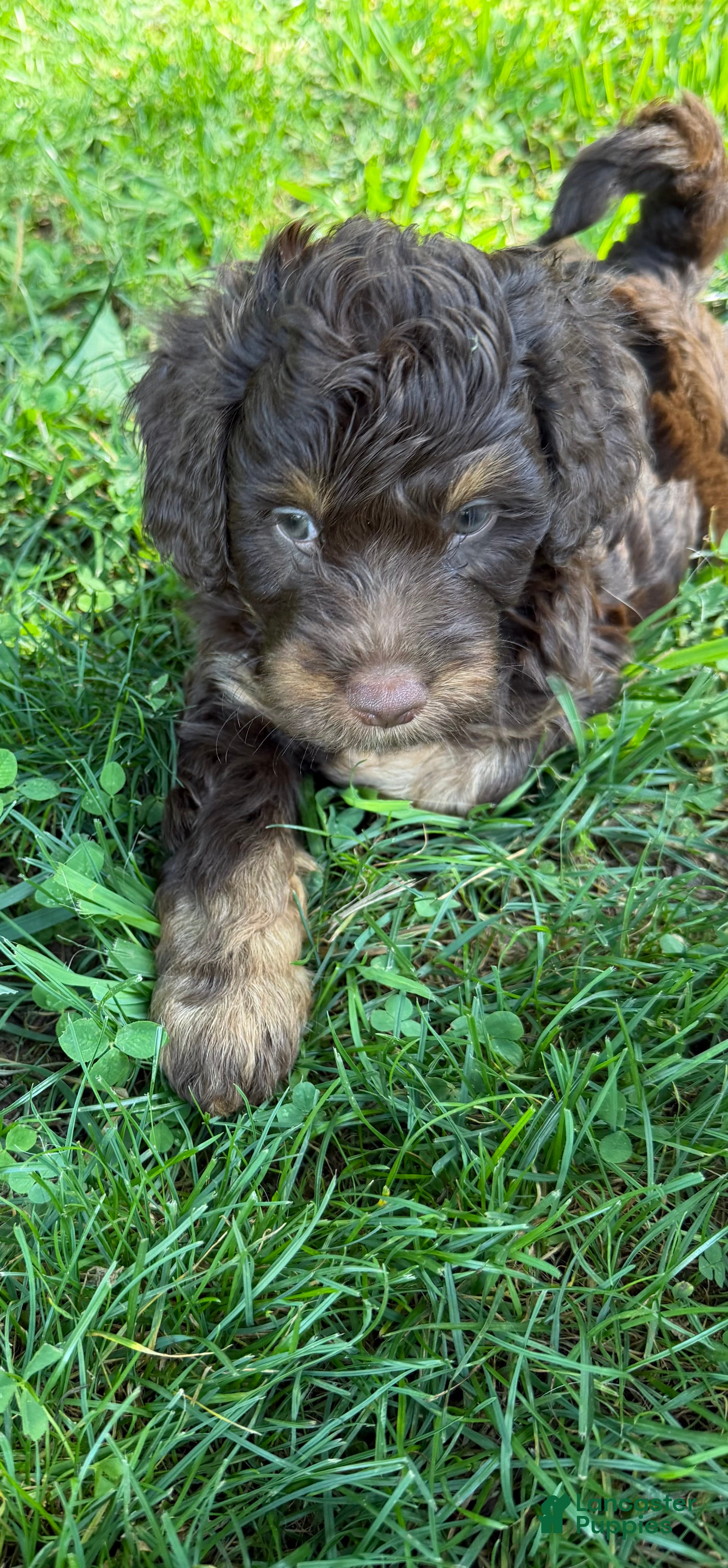 Aussiedoodle dogs Devins - Ad 2