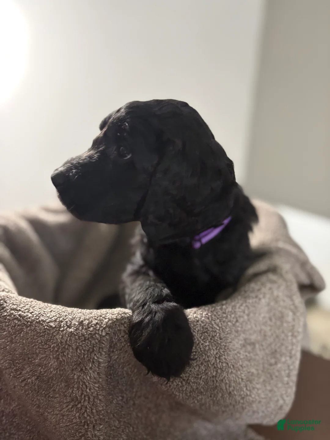 Goldendoodle dogs for sale: Goldendoodle Puppy 8 - Ad 1