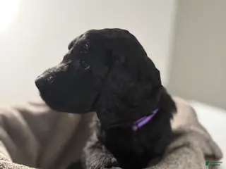 Goldendoodle dogs Goldendoodle Puppy 8 - Ad 6