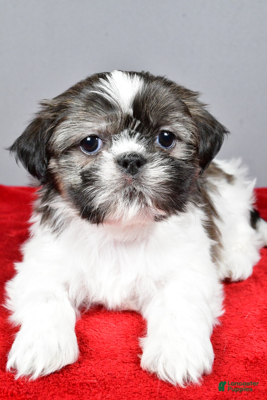 Shih Tzu dogs for sale: Holly - Ad 1