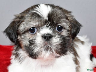 Shih Tzu dogs Holly - Ad 19