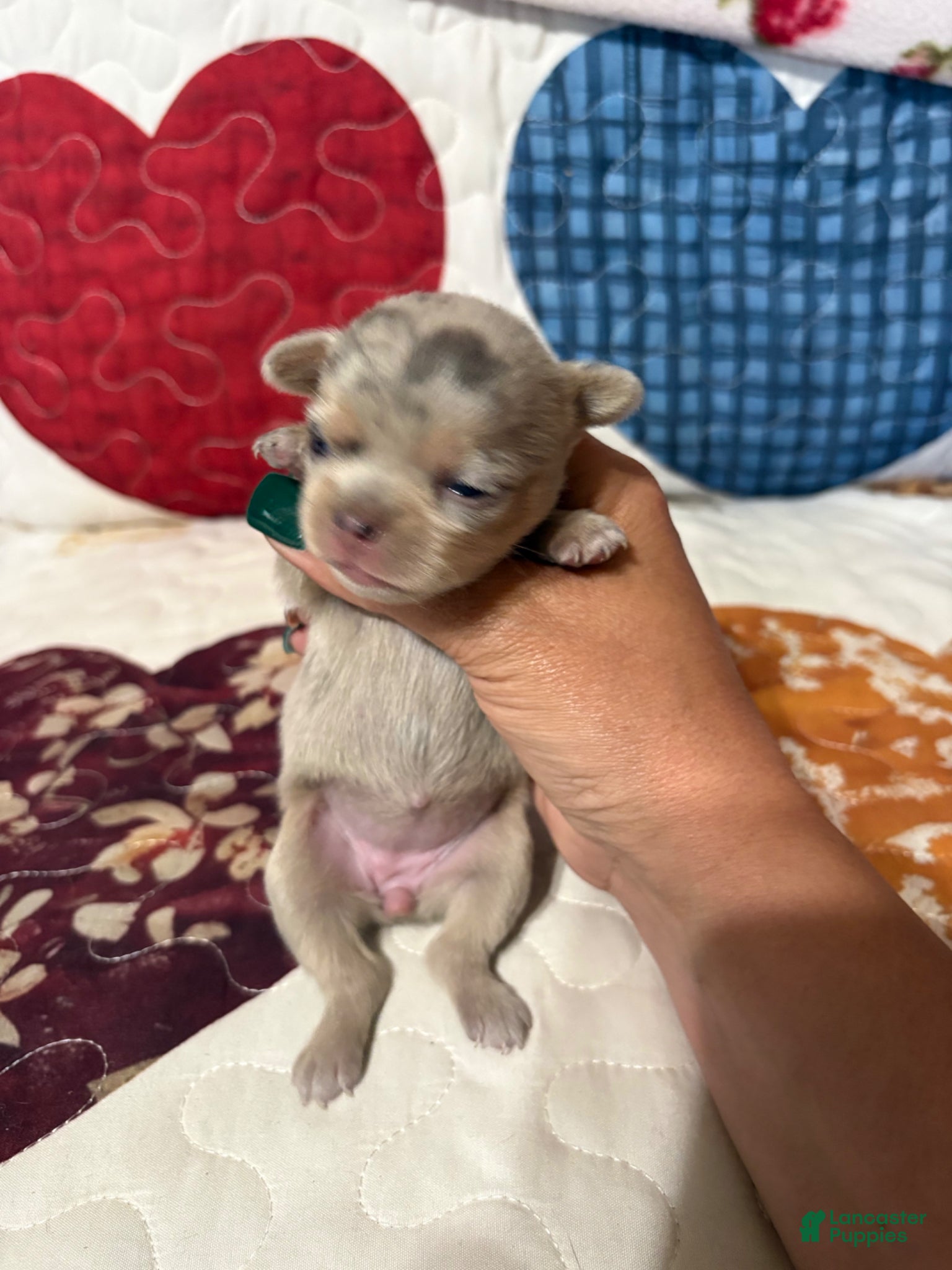 Chihuahua dogs Glitter  - Ad 1