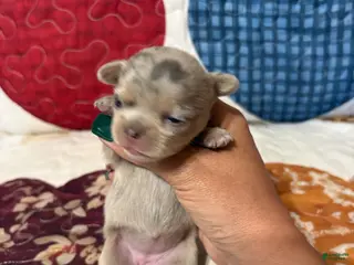 Chihuahua dogs for sale: Glitter - Ad 2