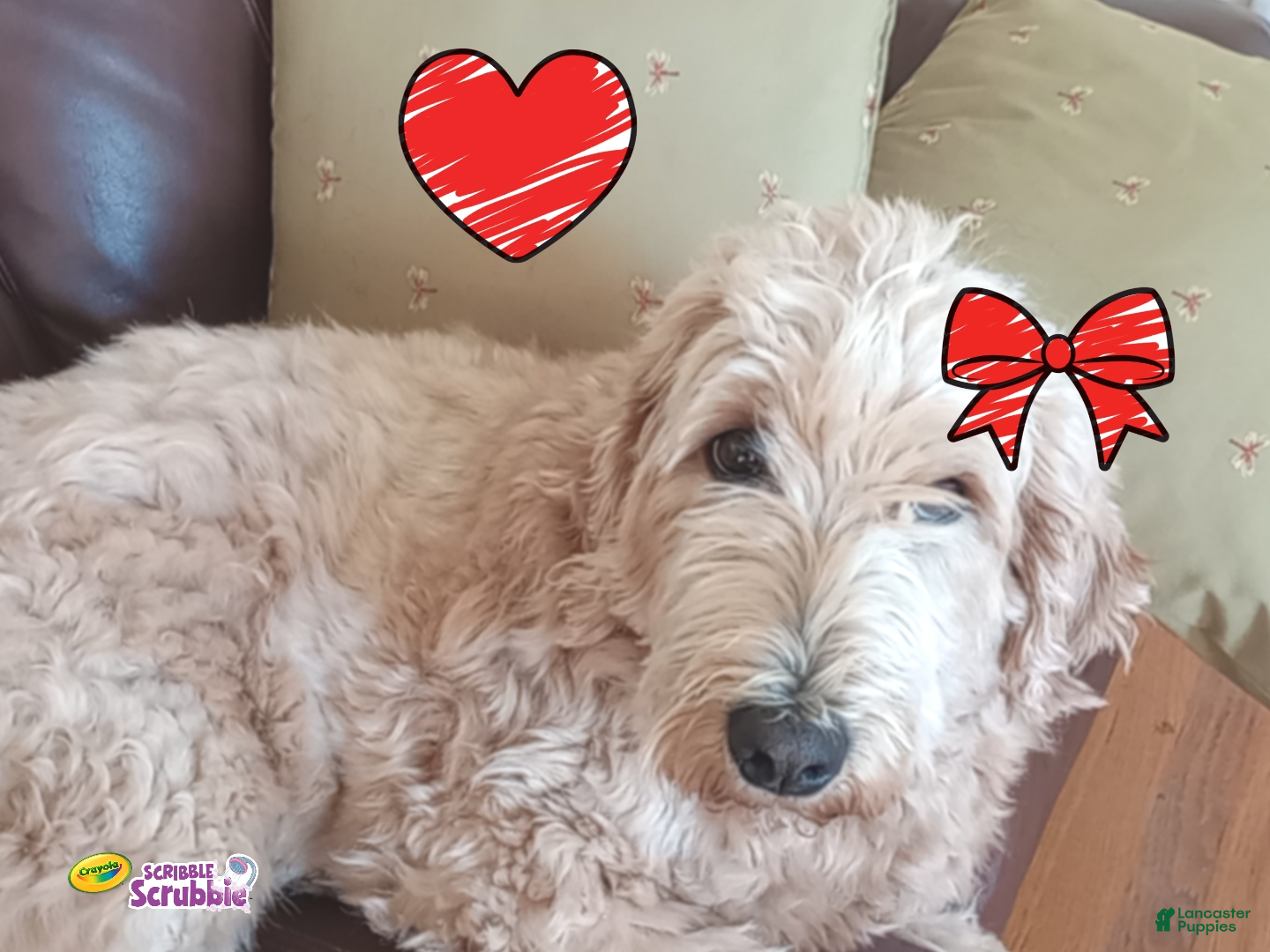 Mini Goldendoodle dogs Mini Goldendoodle JUNIOR - Ad 2