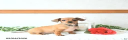 Chiweenie dogs for sale: Juliet EXTRA SMALL - Ad 3