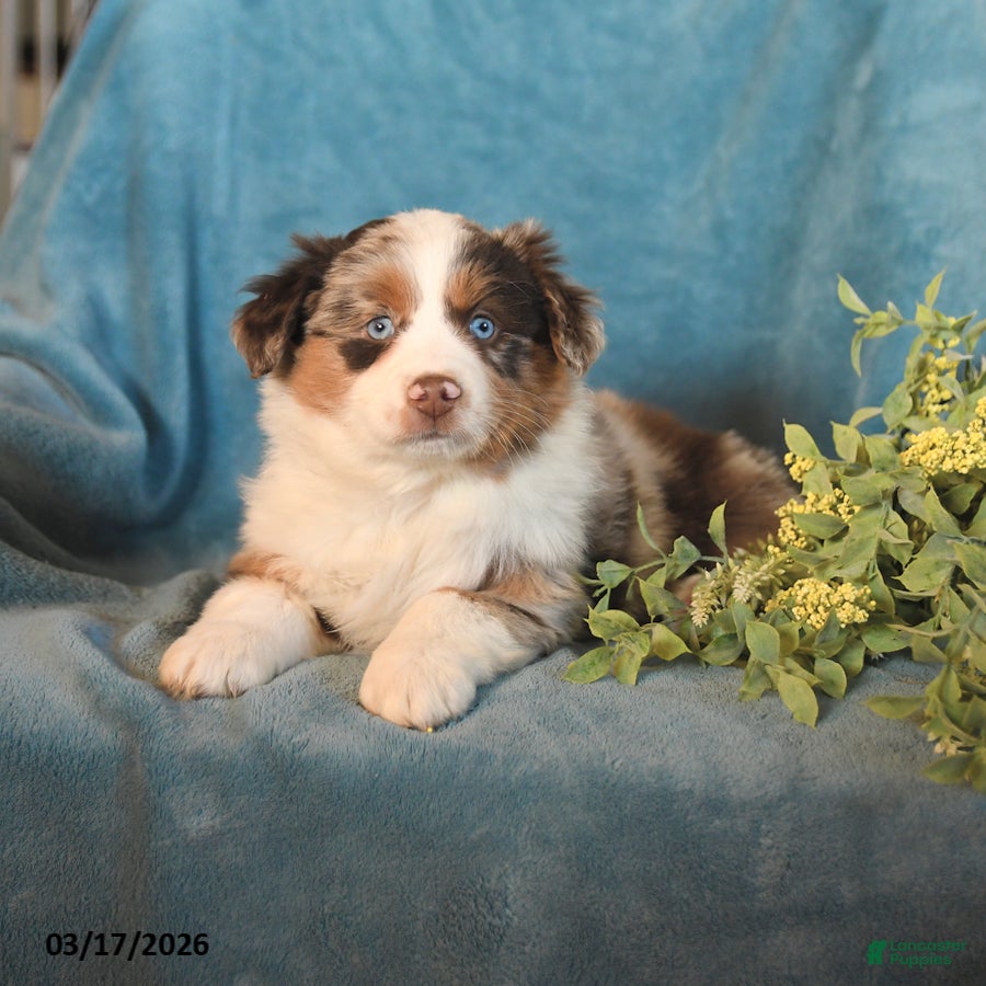 Miniature Australian Shepherd dogs Macy - Ad 2