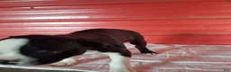 Boston Terrier dogs for sale: Jay - Ad 11