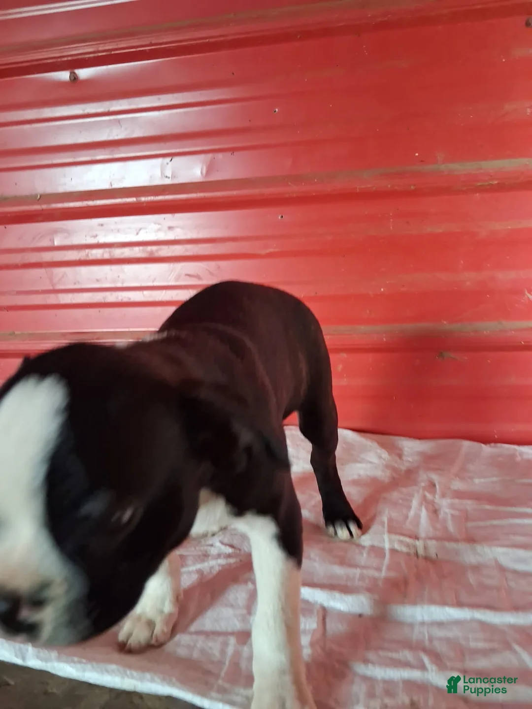 Boston Terrier dogs for sale: Jay - Ad 11