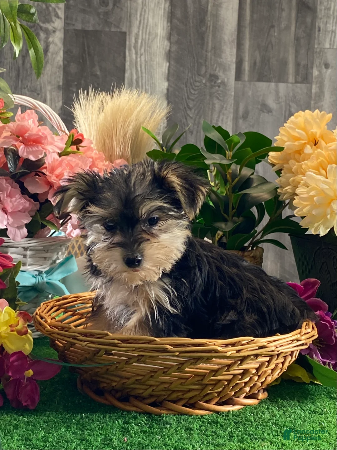Morkie dogs for sale: Tootsie  - Ad 2
