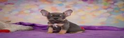 French Bulldog dogs for sale: Bobby - Ad 1