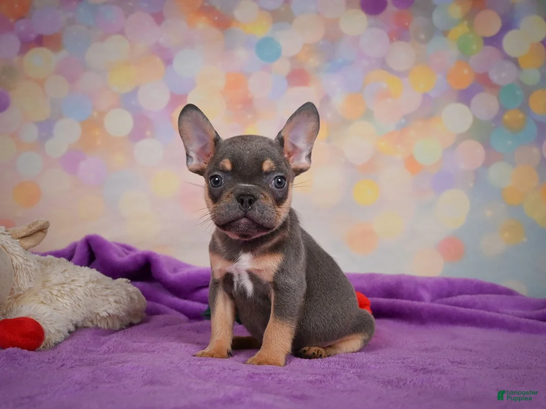 French Bulldog dogs for sale: Bobby - Ad 1