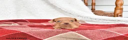 Miniature Dachshund dogs for sale: Graham - Ad 5