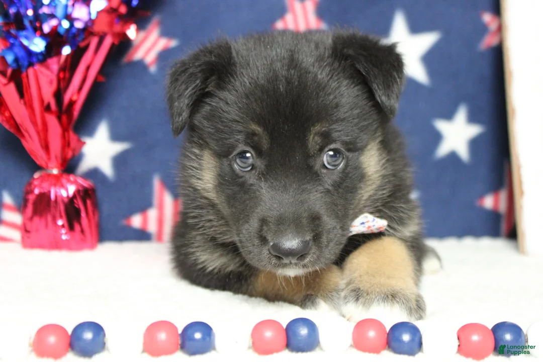 Mixed Breed dogs for sale: Pine  - Ad 1