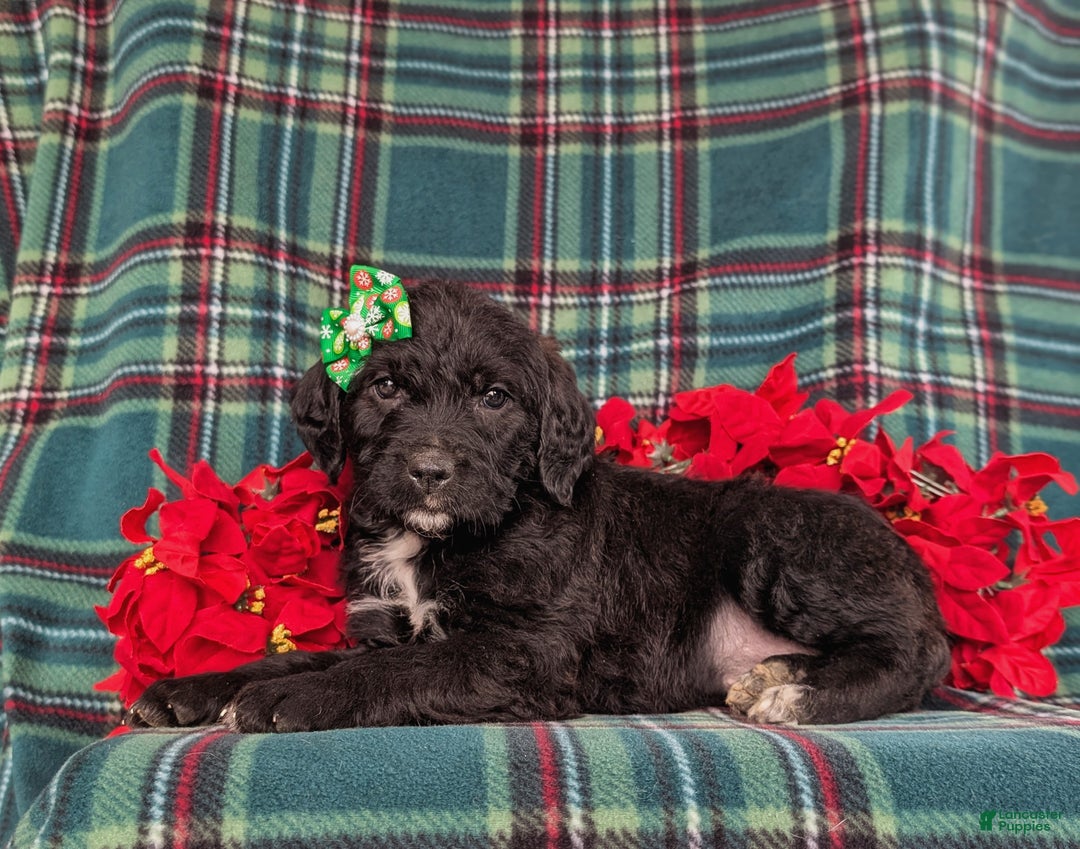 Mixed Breed dogs for sale: Bailee - Ad 4