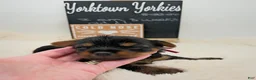 Yorkshire Terrier dogs for sale: Lilly - Ad 3