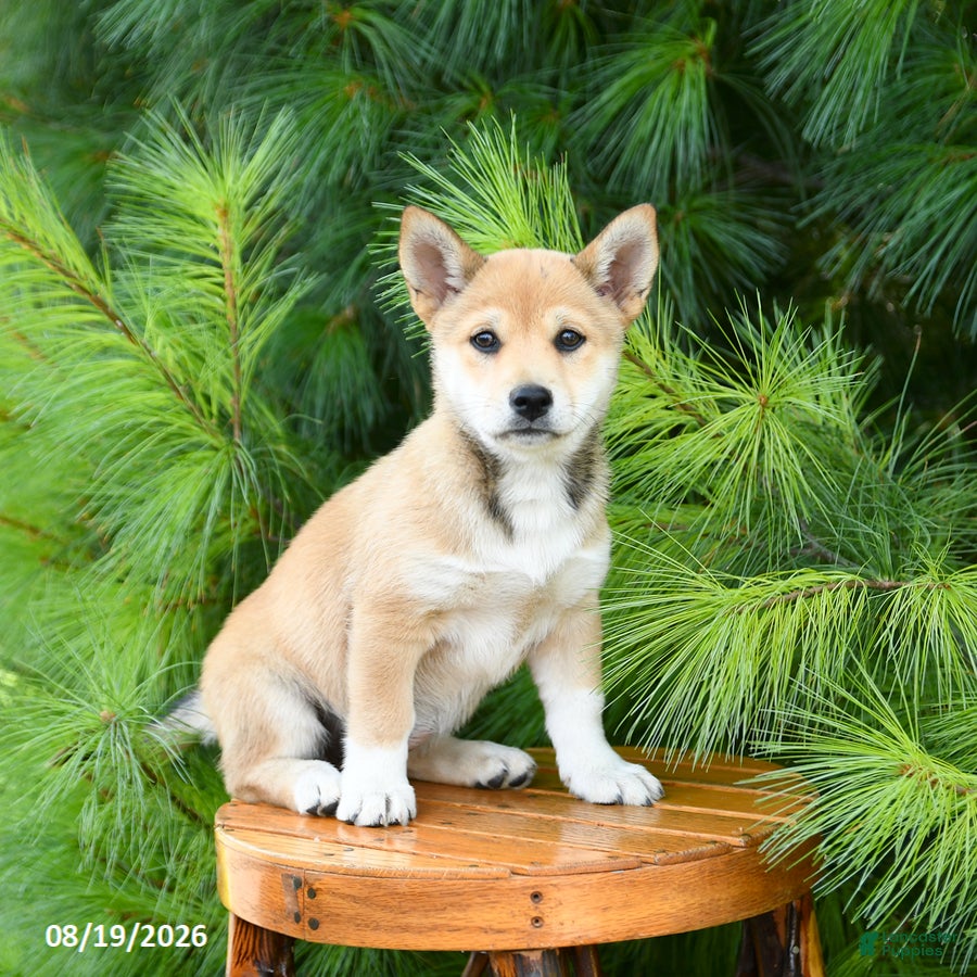 Shiba Inu dogs Skyla - Ad 1