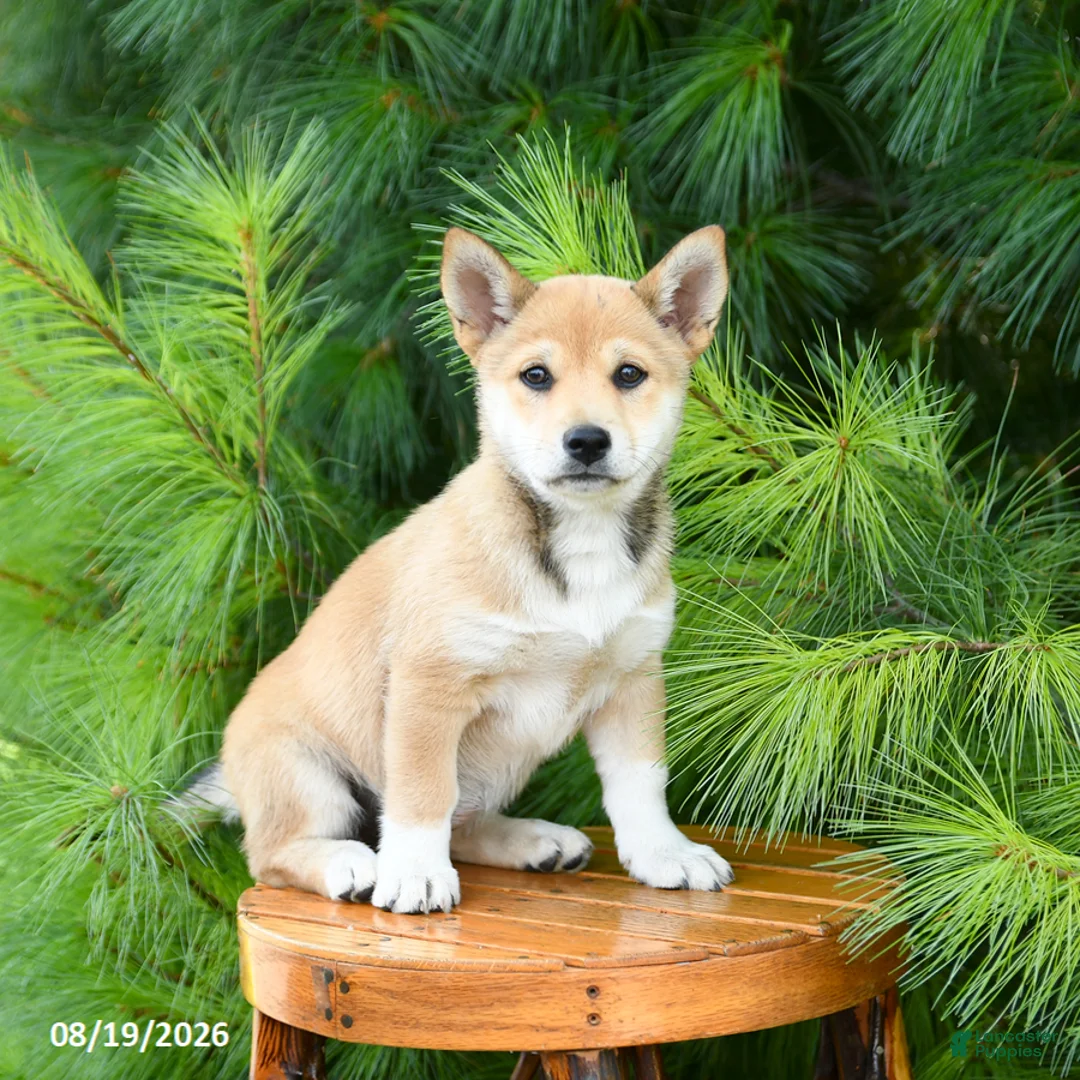 Shiba Inu dogs for sale: Skyla - Ad 1