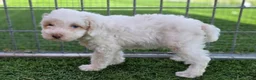 Miniature Poodle dogs for sale: Gilman Miniature Poodle Puppy  - Ad 3