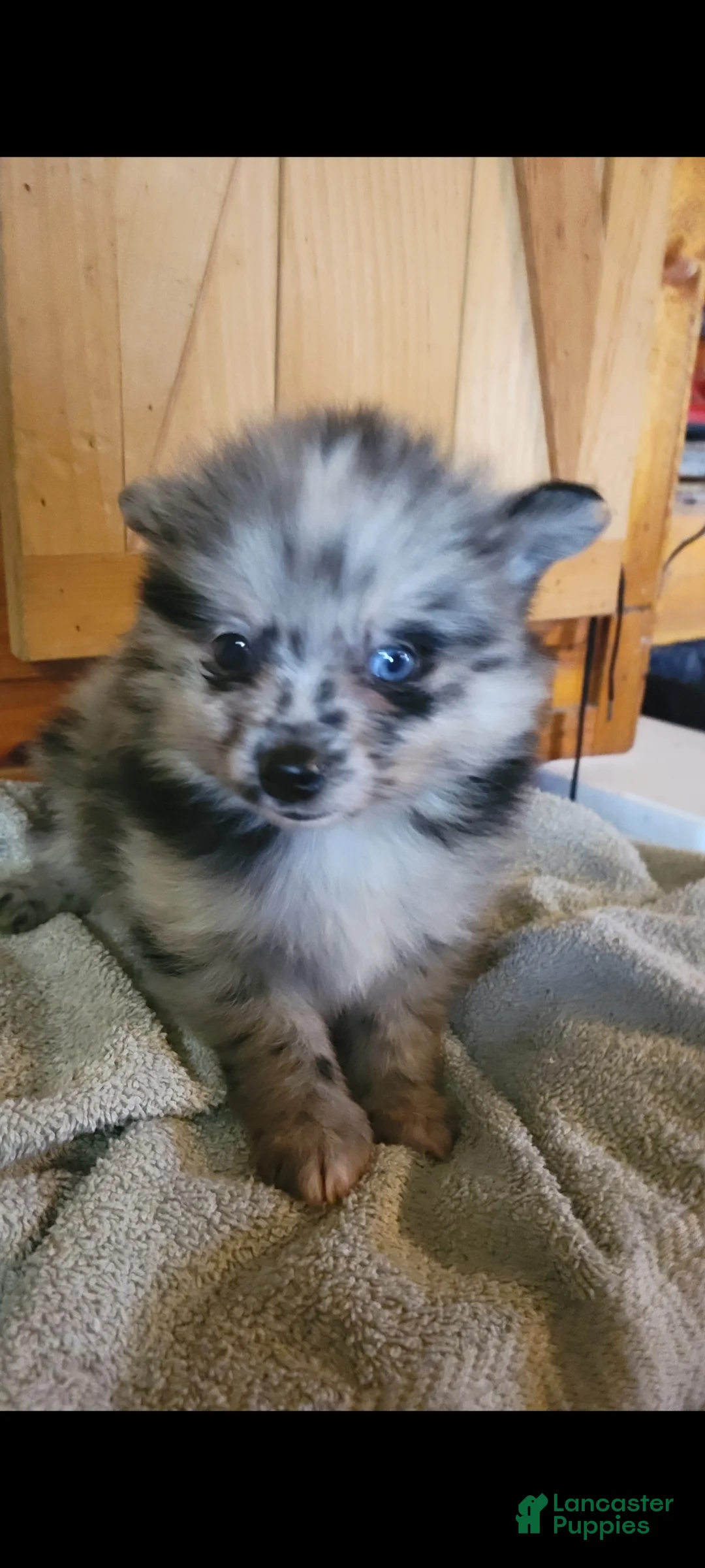 Pomeranian dogs for sale: Cloe  - Ad 3