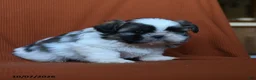 Shih Tzu dogs for sale: Aladdin - Ad 3