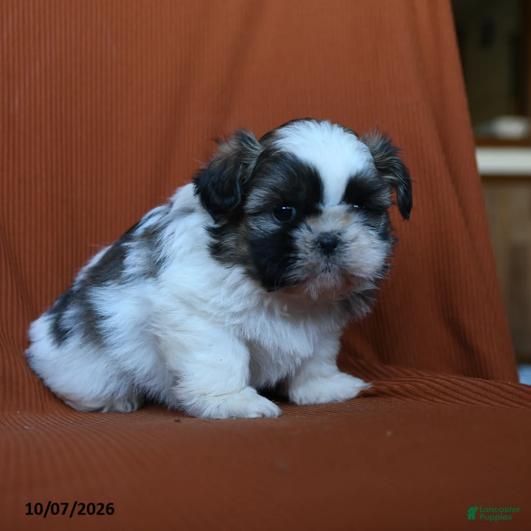 Shih Tzu dogs for sale: Aladdin - Ad 3