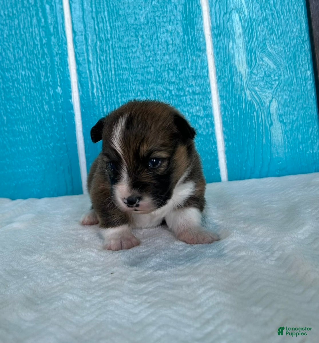 Welsh Corgi Pembroke dogs Alexis Welsh Corgi Pembroke Puppy  - Ad 2