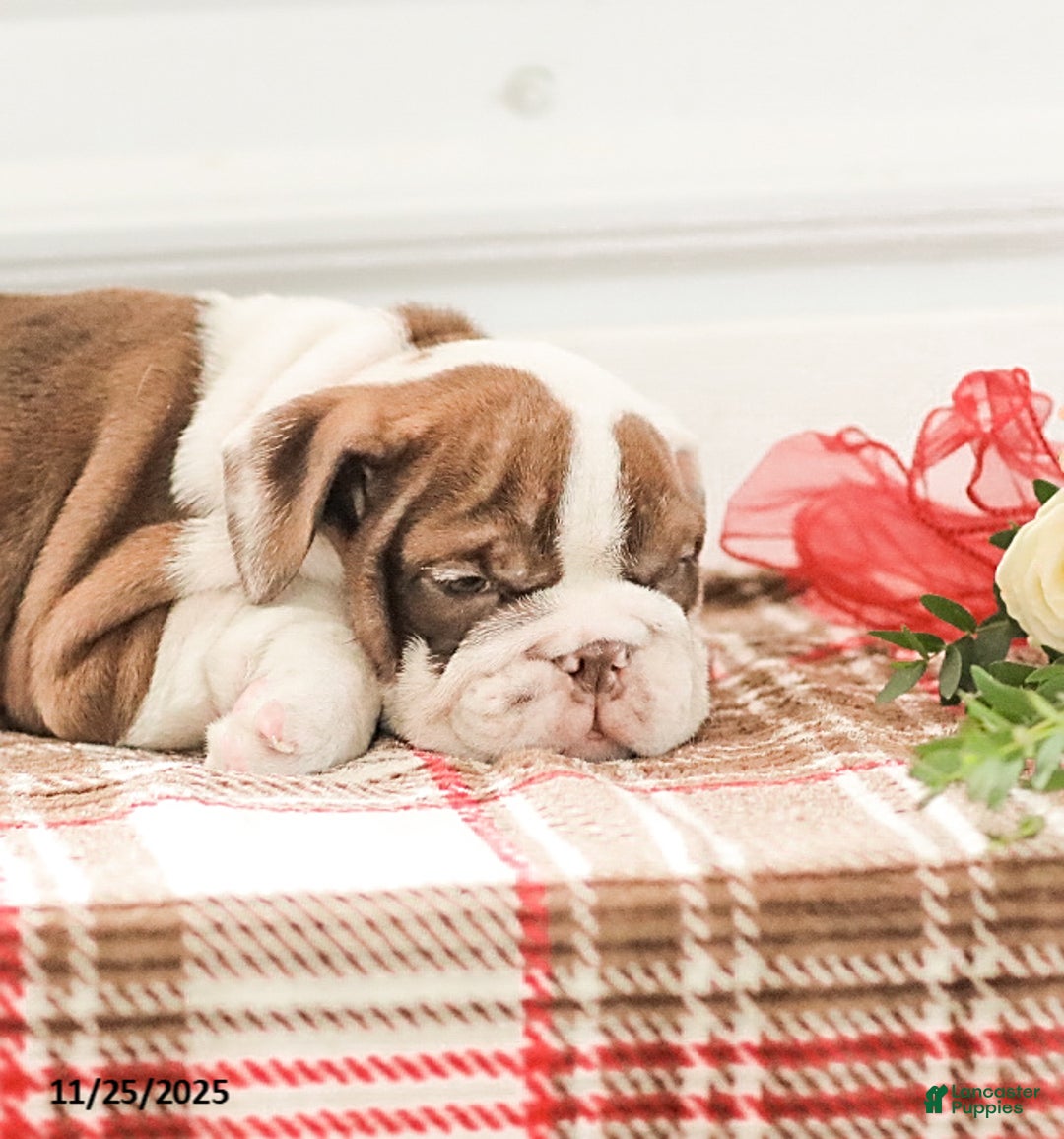 English Bulldog dogs for sale: Reba - Ad 9