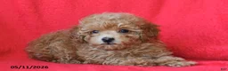 Toy Poodle dogs for sale: Robby - Ad 2