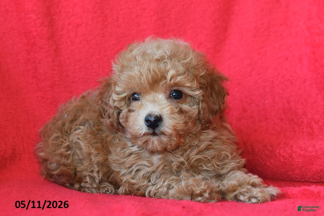 Toy Poodle dogs for sale: Robby - Ad 2