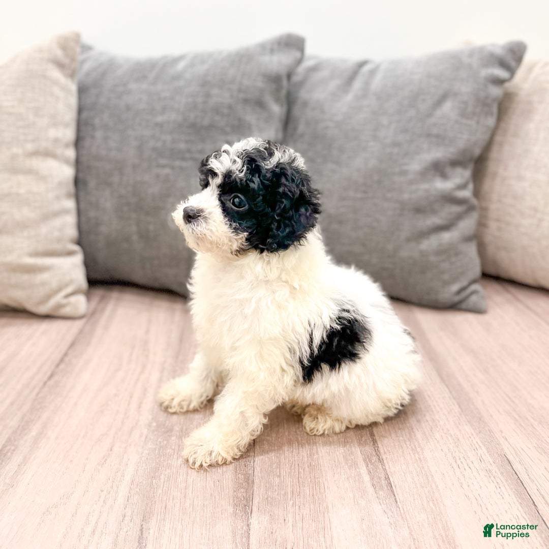 Miniature Poodle dogs for sale: Cookie - Ad 4
