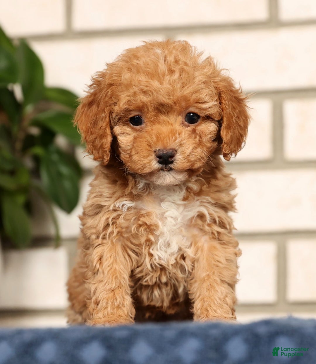 Havapoo dogs for sale: Elsie - Ad 1