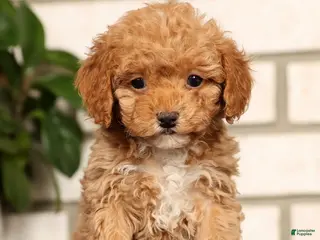 Havapoo dogs Elsie - Ad 10