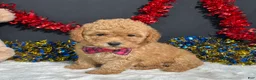 Toy Poodle dogs for sale: Lila - Ad 3